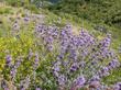 Salvia Pozo Blue on a dry south facing slope. - grid24_24