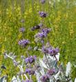 Salvia Pozo blue is loved by hummingbirds. - grid24_24
