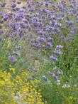 Salvia Pozo Blue mixed with California buckwheat, and Golden yarrow. - grid24_24