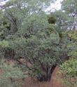  Quercus garryana breweri, Brewer's oak in the Southern Sierras. - grid24_24