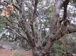 Here is the trunk and bark of  Quercus chrysolepis, Canyon Live Oak, Maul Oak, Iron Oak, Hickory Oak, Goldenleaf Oak and Goldencup Oak. - grid24_24