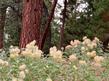  Asclepias eriocarpa, Monarch Milkweed under Ponderosa Pines in the Southern Sierras. - grid24_24