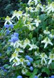 The image for the  Clematis ligusticifolia, Western White Clematis.with Ceanothus - grid24_24