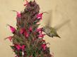 Salvia spathacea, Hummingbird Sage, is used by hummingbirds - grid24_24