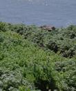 This Yarrow grows on coastal bluffs and sand dunes. Bluffy the dune slayer? - grid24_24