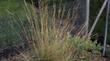  The image for the video of Stipa speciosa, Desert needle grass. - grid24_24