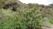  Chamaebatiaria millefolium, Fern Bush and Desert Sweet, growing with Cercocarpus ledifolius, Ceanothus velutinus,Chrysothamnus nauseosus consimilis, Purshia tridentata, Artemisia tridentata, and Symphoricarpos rotundifolius. Plant was fragrant like Mountain Misery. - grid24_24