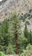 Lodge Pole Pine in the Eastern Sierras. - grid24_24