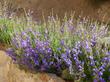 Penstemon Margarita BOP flowers vary from purple to blue depending on water and temperature.  - grid24_24