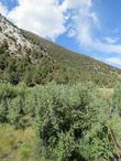 Shepherdia argentea, Silver Buffaloberry up in the Eastern Sierras. - grid24_24