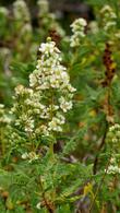  Chamaebatiaria millefolium, Fern Bush or Desert Sweet in flower up in Inyo National Forest. - grid24_24