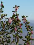 Ribes malvaceum, Chaparral Currant, growing  in the Santa Lucia Mountains near Pozo, California.  - grid24_3