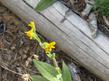  Arnica parryi sonnei, Frog Flower. - grid24_24