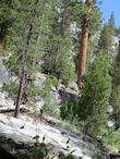 Pinus Ponderosa, Ponderosa Pine up in Yosemite.