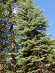 Red Fir, Abies magnifica up in the Sierras.