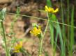 Arnica parryi up in Inyo - grid24_24
