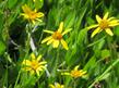 Arnica chamissonis, Chamisso arnica, up in Yosemite..