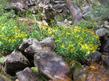 Arnica chamissonis, Chamisso arnica, up in Inyo National Forest - grid24_24