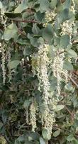 Garrya flavescens pallida Pale Ashy Silk-tassel Bush with male flowers - grid24_3