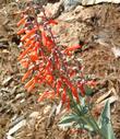 Penstemon centranthifolius, Scarlet Bugler flowers - grid24_3