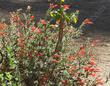 Zauschneria californica Ghostly Red - grid24_24