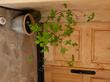 Cornus californica, California dogwood, works great in a pot.  - grid24_24