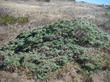 Artemisia pycnocephala  up in Sonoma County. - grid24_24