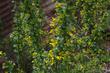  Golden Penny, Ribes aureum gracillimum, is a bigger and better Golden Currant. - grid24_24