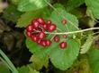 Actaea rubra, Red baneberry, Chinaberry, Doll's eye berries in western San Luis Obispo County. - grid24_24