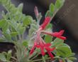Scarlet Milkvetch and Scarlet Locoweed, Astragalus coccineus - grid24_24