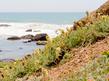 Nuttall's Milkvetch, Astragalus nuttallii growing on California coastal bluffs. - grid24_24