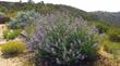 Salvia Pozo Blue bursting with flowers in Chaparral. - grid24_24