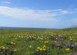 Eschscholzia californica maritima growing along the California coastline. - grid24_24
