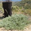  Artemisia californica Canyon Gray  planted in decomposed granite in full sun.  - grid24_24