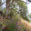 Foothill Penstemon, Penstemon heterophyllus growing in a blue oak, Quercus douglasii, woodland in the wild.  - grid24_24