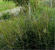 Sporobolus airoides, Alkali Sacaton (old photo) - grid24_3