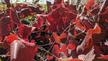 Vitis Rogers Red demonstrating rich red foliage color in containers. - grid24_24