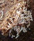 Frankia root nodules on a Ceanothus. These are GOOD! - grid24_3