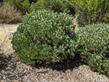 Arctostaphylos glauca Blue Corgi Manzanita in a hot, cold and very dry part of the garden. - grid24_24