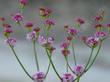 Rosy or Red Buckwheat, Eriogonum grande rubescens flowers. - grid24_3