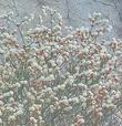 Eriogonum heermannii, Heerman Buckwheat with it's reddish white flowers. - grid24_24