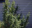 Mahonia fremontii (syn. Berberis fremontii)   - grid24_3