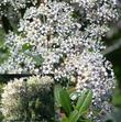 Buckbrush flowers can range from white to pale pink into almost blue. They vary largely by spring temperatures. Warmer is whiter. Cooler is bluer. Pink is an unknown..  - grid24_3