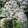 Buckbrush flowers can range from white to pale pink into almost blue. They vary largely by spring temperatures. Warmer is whiter. Cooler is bluer. Pink is an unknown..  - grid24_24