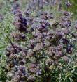 Two Painted Lady Butterflies and one Sphinx moth on Salvia dorrii, Desert Sage  - grid24_3