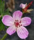 Geranium californicum, California Geranium, here in a closeup photo showing a single lovely flower. - grid24_24