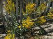 Solidago canadensis elongata Canada Goldenrod plant - grid24_3