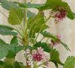 Ribes nevadense, Mountain Pink Currant, here with more upright pink flower clusters.  - grid24_24