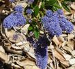 Joyce Coulter Ceanothus has blue flowers on a tough high groundcover. - grid24_24