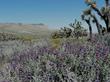 Salvia dorrii, purple desert sage with a sea of butterflies. To bad the Joshua Trees will not support a hammock.  - grid24_3